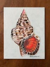 Triton Trumpet Shell