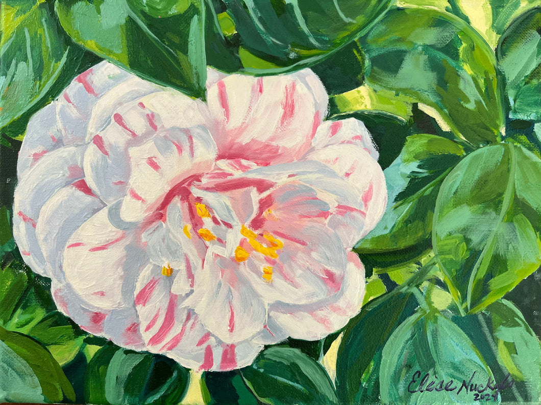 Peppermint Camellia