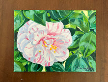 Peppermint Camellia