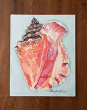 Queen Conch Shell