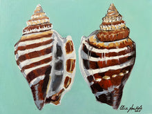 Pair of Athena Variable Conch Shells