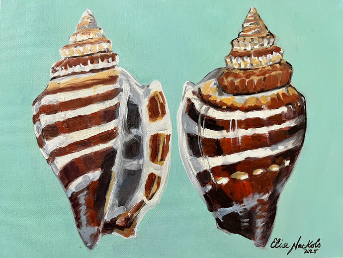 Pair of Athena Variable Conch Shells