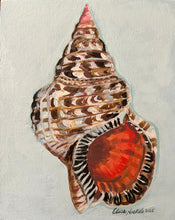 Triton Trumpet Shell