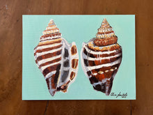 Pair of Athena Variable Conch Shells