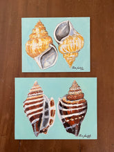 Pair of Athena Variable Conch Shells