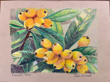 Loquats