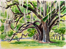 Boone Hall Oaks