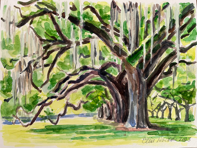 Boone Hall Oaks