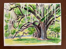 Boone Hall Oaks
