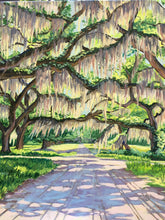 Mepkin Abbey Oaks, Mid Morning