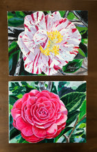 Camellia ‘Aoyama’