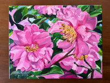 Pink Sunlit Sasanquas