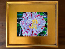 Camellia ‘Aoyama’