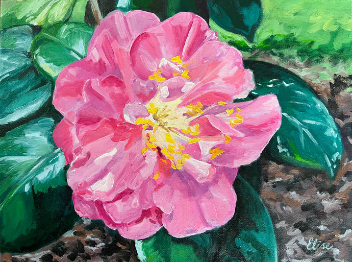 Cool Pink Camellia