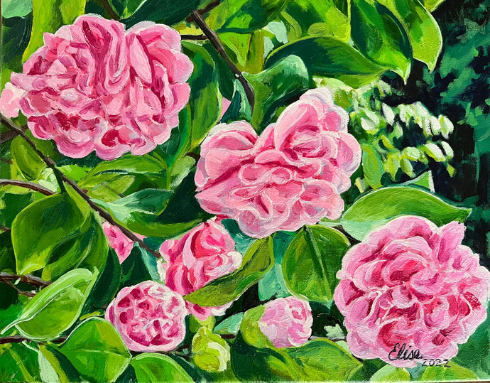 Afternoon ‘Debutante’ Camellias