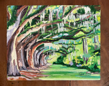 Boone Hall Oak Alley, Spring
