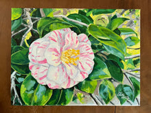 Sunlit Peppermint Camellia
