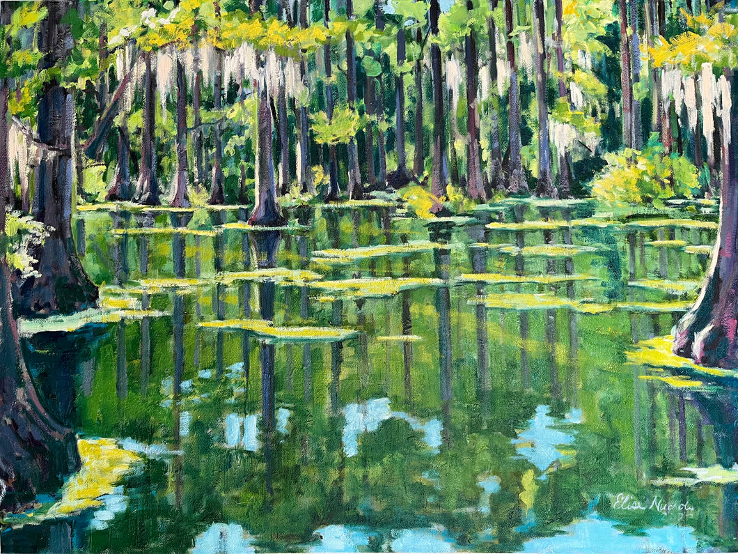 Late Morning Cypress Swamp