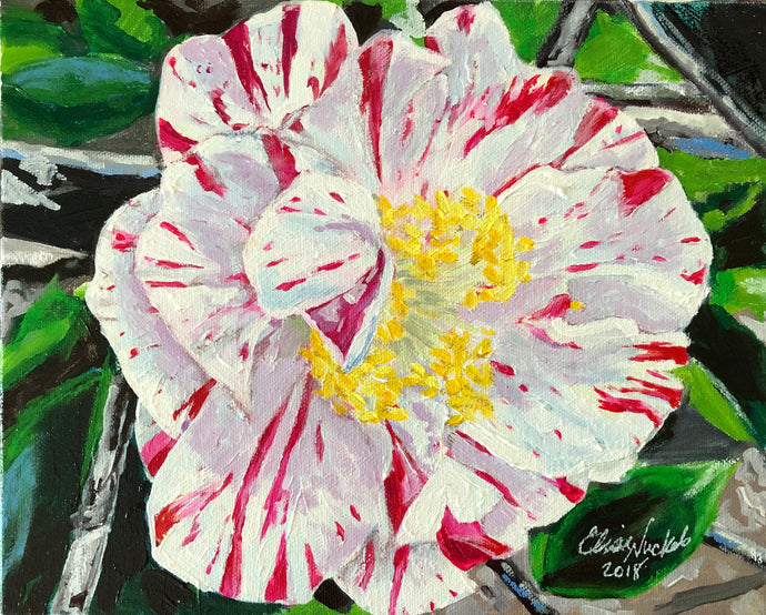 Camellia ‘Aoyama’