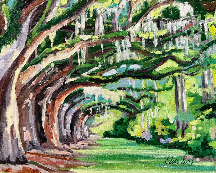 Boone Hall Oak Alley, Spring