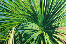 Spring Palmetto