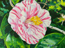 February Peppermint Camellia