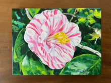 February Peppermint Camellia