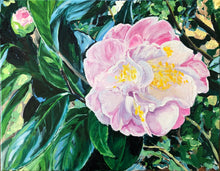“Mrs. Lyman Clark” Camellia