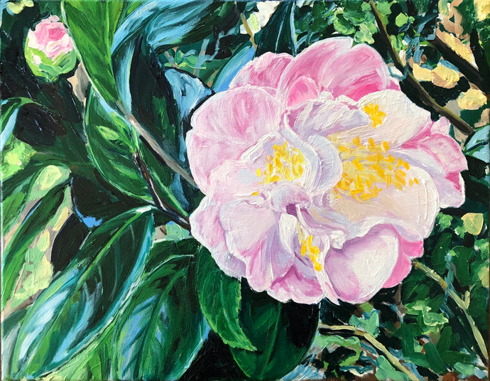 “Mrs. Lyman Clark” Camellia