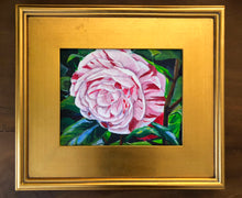 ‘La Peppermint’ Camellia