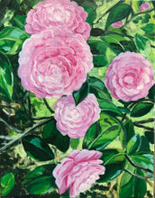 ‘Pink Perfection’ Camellia Japonica