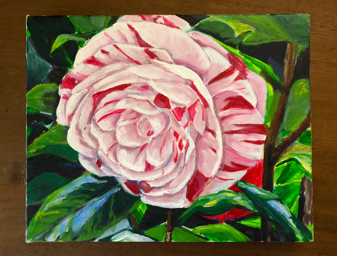 ‘La Peppermint’ Camellia