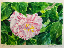 Charleston Peppermint