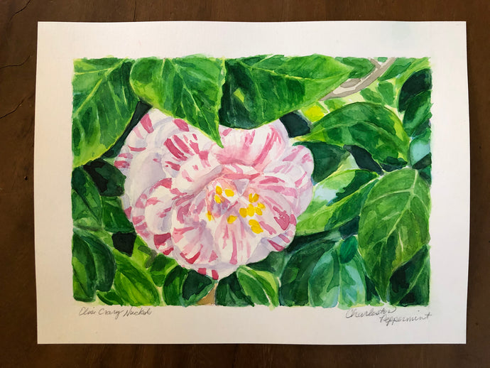 Charleston Peppermint