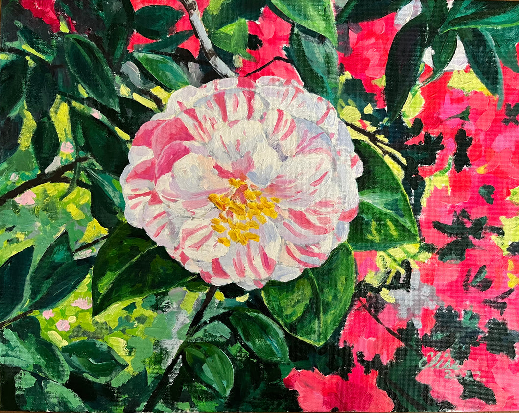 Height of Spring, Camellia and Azaleas