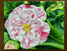 Petite Magnolia Plantation Peppermint Camellia