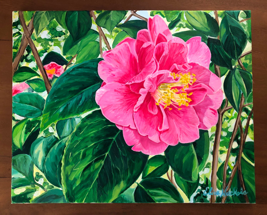 Magnolia Plantation Pink Double Camellia