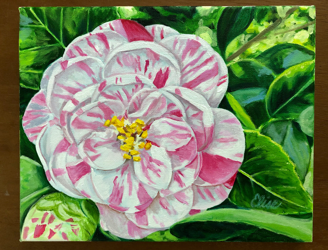 Petite Magnolia Plantation Peppermint Camellia