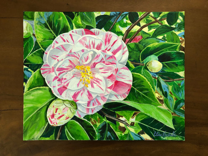 Magnolia Plantation Peppermint Camellia