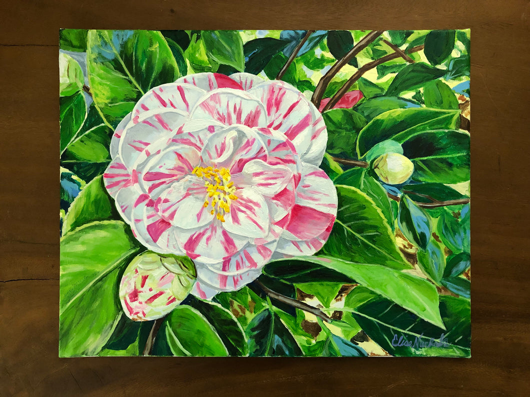 Magnolia Plantation Peppermint Camellia