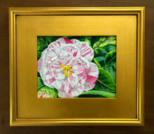 Petite Magnolia Plantation Peppermint Camellia