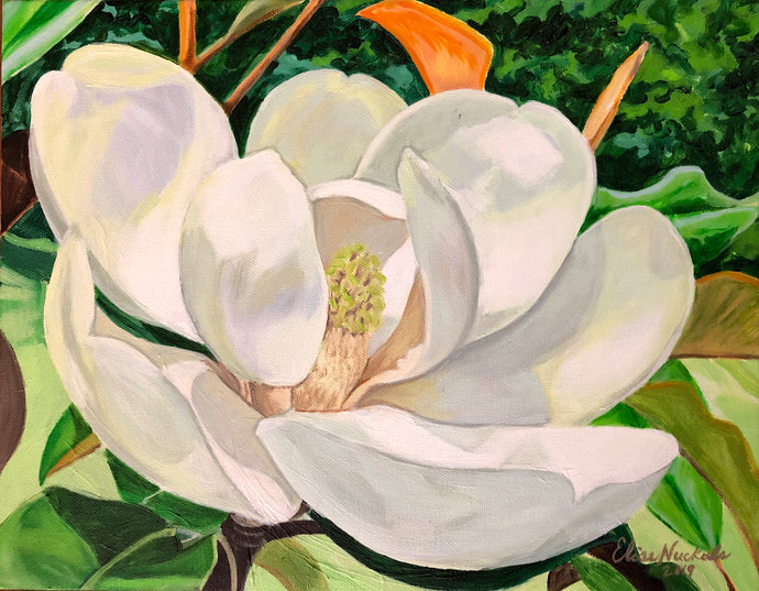 Early Magnolia Bloom